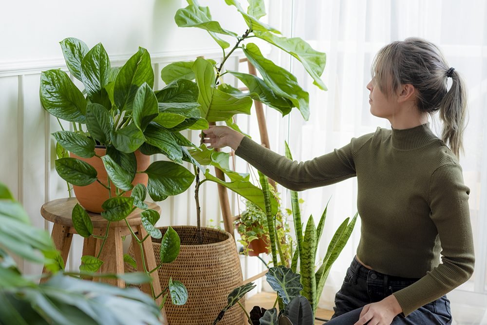 Plant for green home